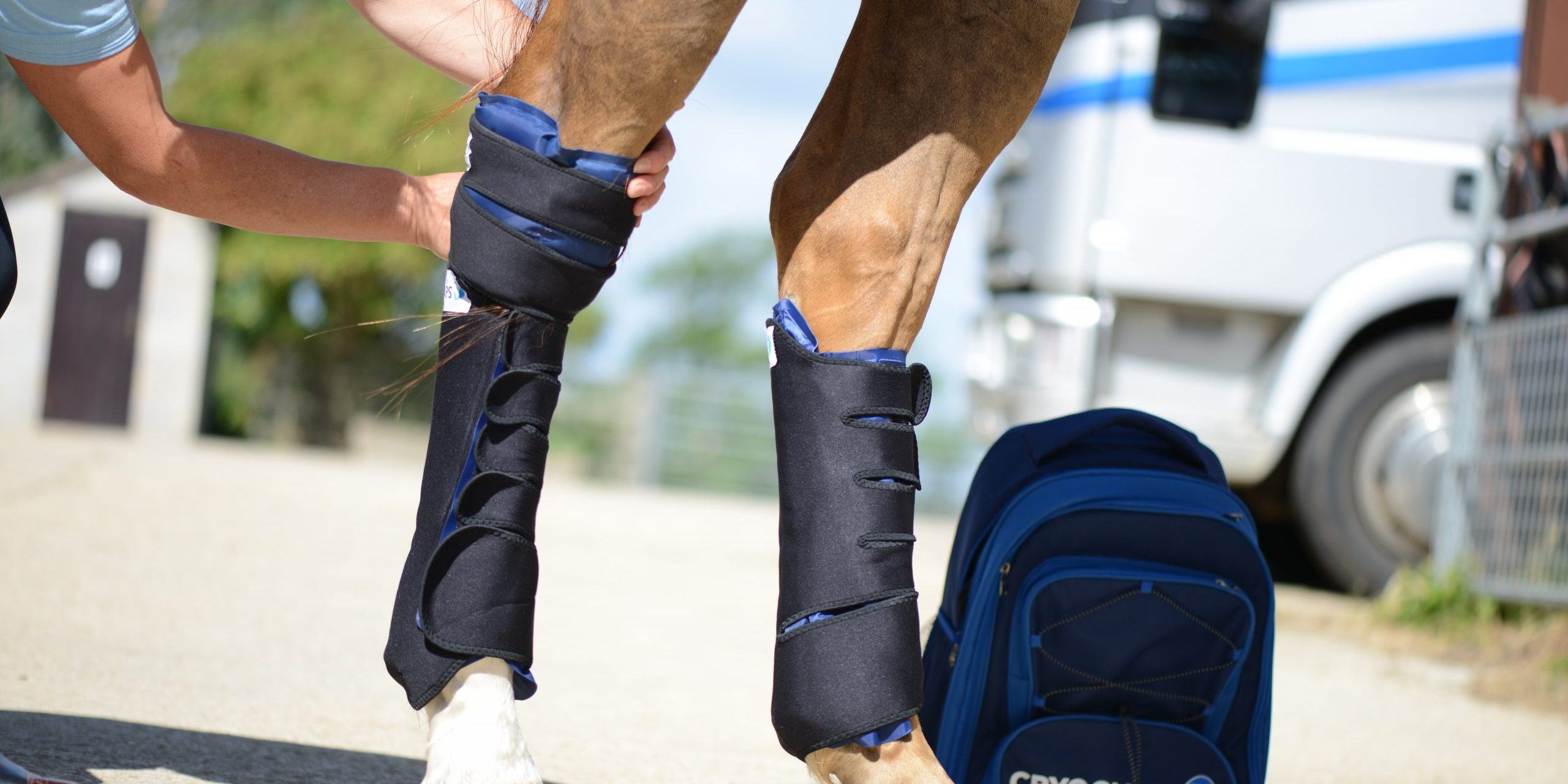 Understanding Hocks A Guide to Equine Hock Anatomy