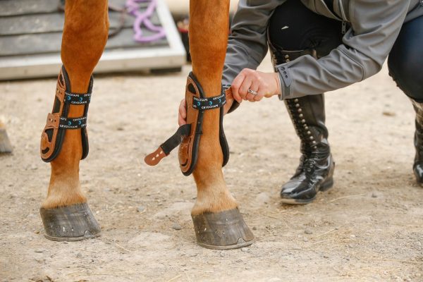 exoskeleton tendon boots for horses